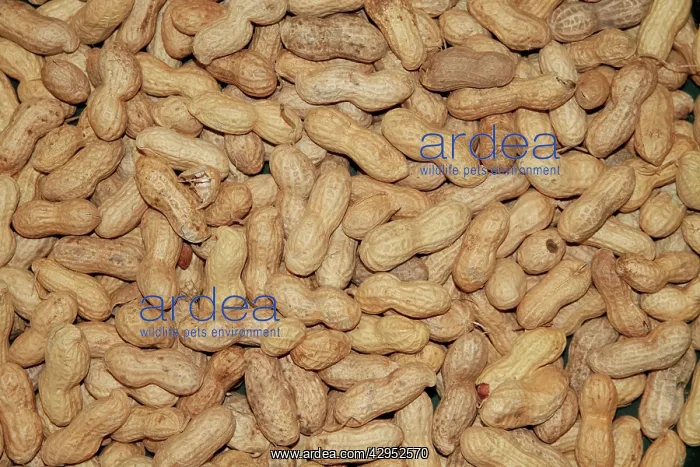 : Whole Peanuts for bird feeding : Whole Peanuts for bird feeding