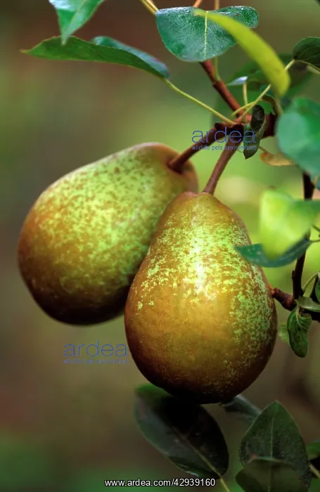 : Pear - Belle Julie : Pear - Belle Julie