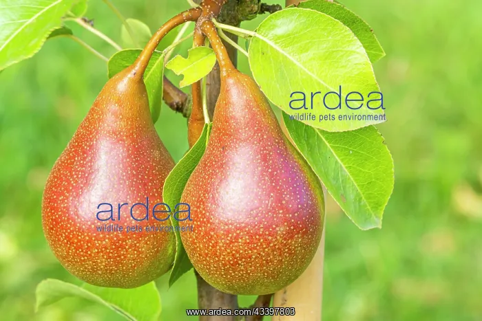 : Pear Beurrs Durondeau, Pyrus communis Beurrs : Pear Beurrs Durondeau, Pyrus communis Beurrs