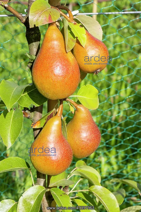 : Pear Beurrs Durondeau, Pyrus communis Beurrs : Pear Beurrs Durondeau, Pyrus communis Beurrs