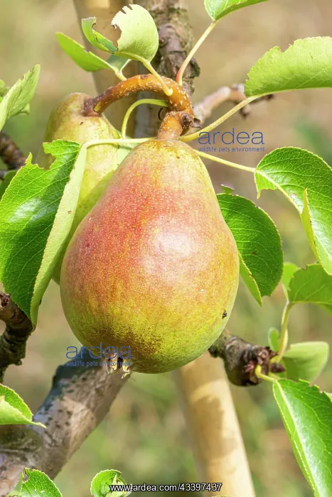 : Pear Bon chrstien William, Pyrus communis Bon : Pear Bon chrstien William, Pyrus communis Bon