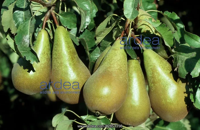 : Pear - conferance on tree : Pear - conferance on tree