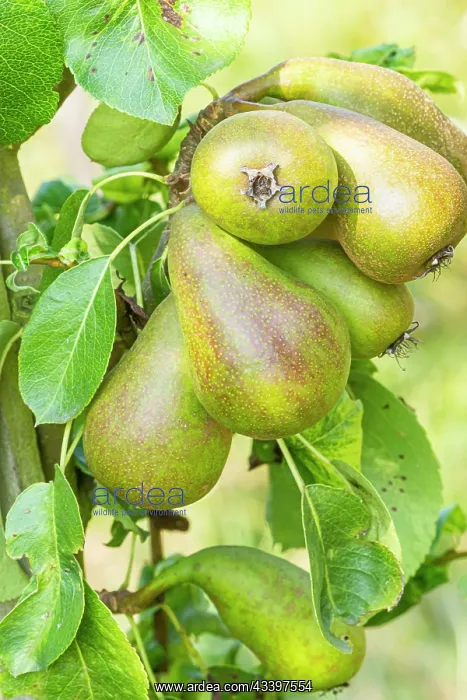 : Pear Doyenns du Comice, Pyrus communis Doyenns : Pear Doyenns du Comice, Pyrus communis Doyenns