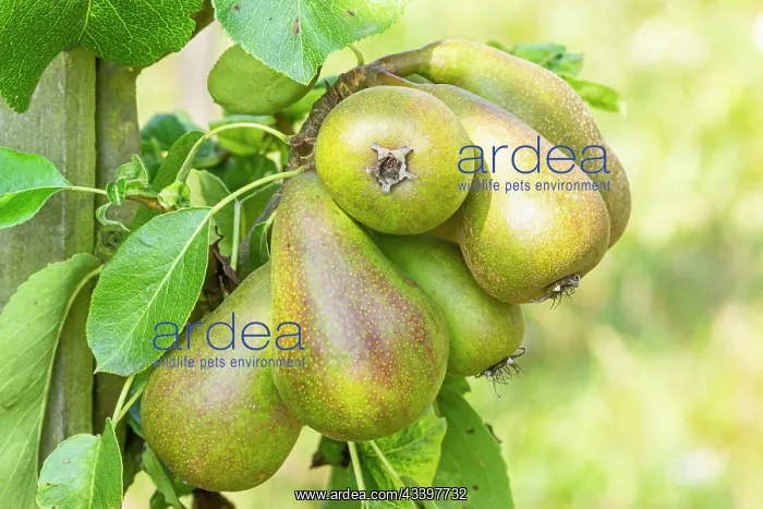 : Pear Doyenns du Comice, Pyrus communis Doyenns : Pear Doyenns du Comice, Pyrus communis Doyenns