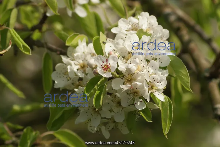 : Pear, European pear, Pyrus communis Robin, sprig of blosso : Pear, European pear, Pyrus communis Robin, sprig of blosso