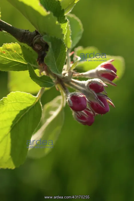 : Pear, European pear, Pyrus communis Robin, sprig of unopen : Pear, European pear, Pyrus communis Robin, sprig of unopen