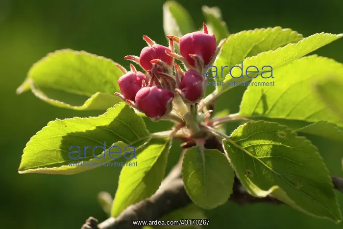 : Pear, European pear, Pyrus communis Robin sprig of unopene : Pear, European pear, Pyrus communis Robin sprig of unopene