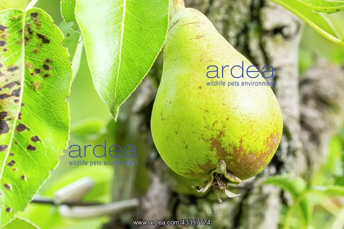 : Pear Figue d'Alenion, Pyrus communis Figue d'Alenion : Pear Figue d'Alenion, Pyrus communis Figue d'Alenion