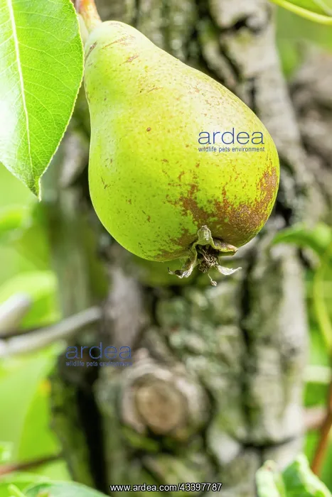 : Pear Figue d'Alenion, Pyrus communis Figue d'Alenion : Pear Figue d'Alenion, Pyrus communis Figue d'Alenion