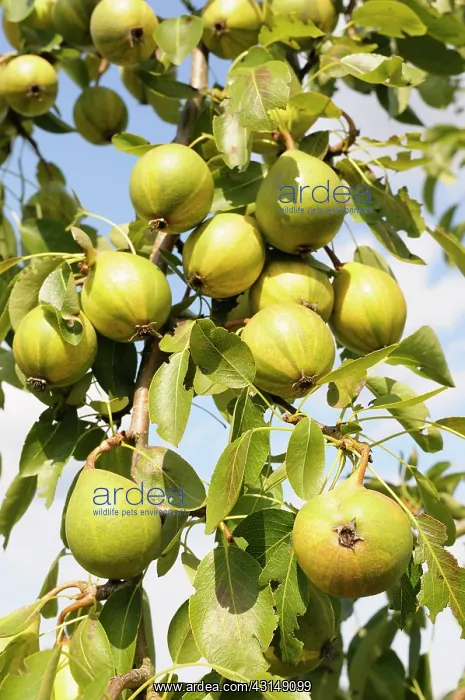 : Pear, Humbug pear, Pyrus communis Humbug, Fruit growing on : Pear, Humbug pear, Pyrus communis Humbug, Fruit growing on
