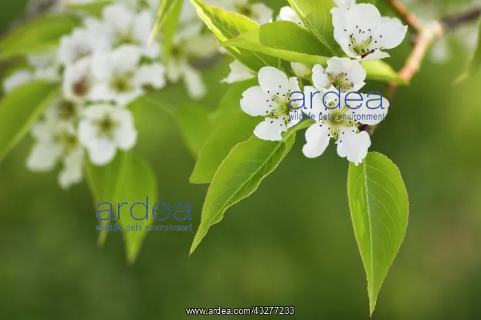 : Pear, Le Conte pear, Pyrus x lecontei, White subject : Pear, Le Conte pear, Pyrus x lecontei, White subject