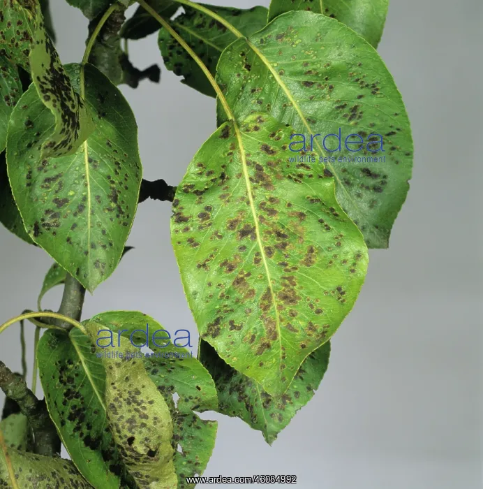 : Pear Leaf Blister Mite : Pear Leaf Blister Mite