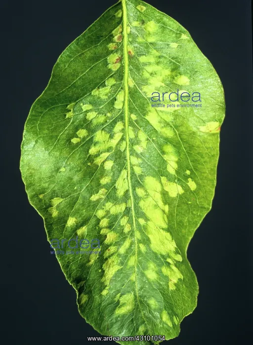 : Pear leaf blister mite : Pear leaf blister mite