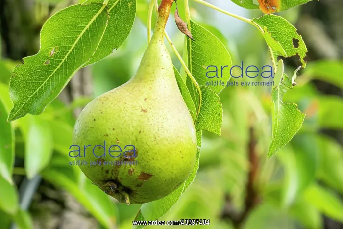 : Pear Madame Bonnefond, Pyrus communis Madame : Pear Madame Bonnefond, Pyrus communis Madame