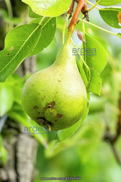 : Pear Madame Bonnefond, Pyrus communis Madame : Pear Madame Bonnefond, Pyrus communis Madame
