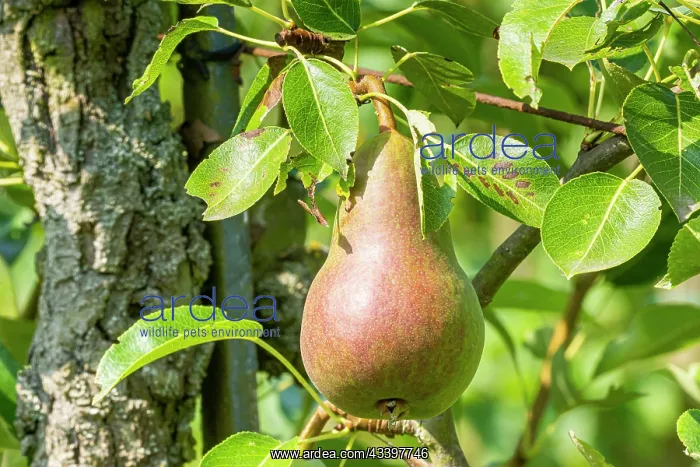 : Pear Marie Louise Delcourt, Pyrus communis Marie : Pear Marie Louise Delcourt, Pyrus communis Marie