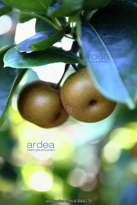  : Pear, Nashi pear, Pyrus pyrifolia