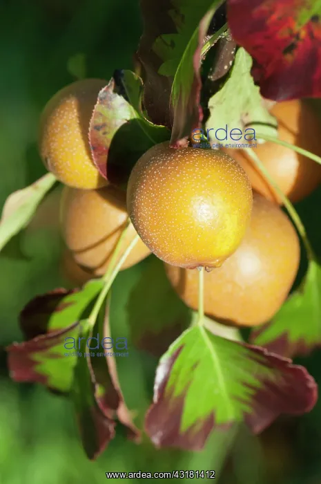 : Pear, Nashi Pear, Pyrus pyrifolia, Close view of : Pear, Nashi Pear, Pyrus pyrifolia, Close view of