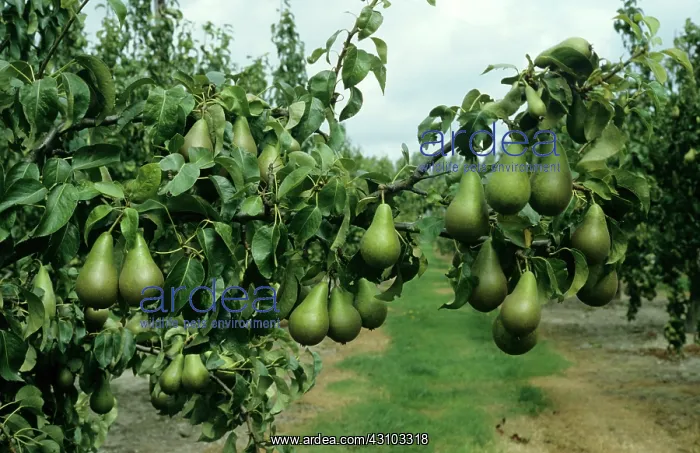 : Pear orchard : Pear orchard