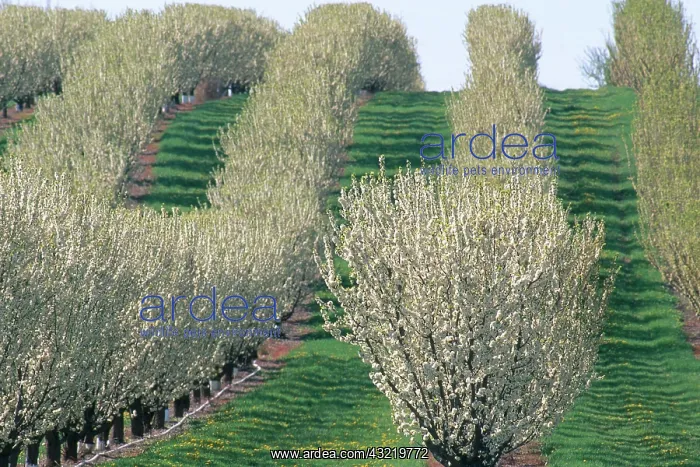 : Pear Orchard : Pear Orchard