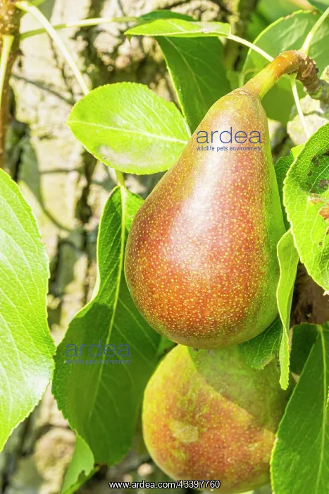  : Pear Prssident de Voilaine, Pyrus communis Prssident