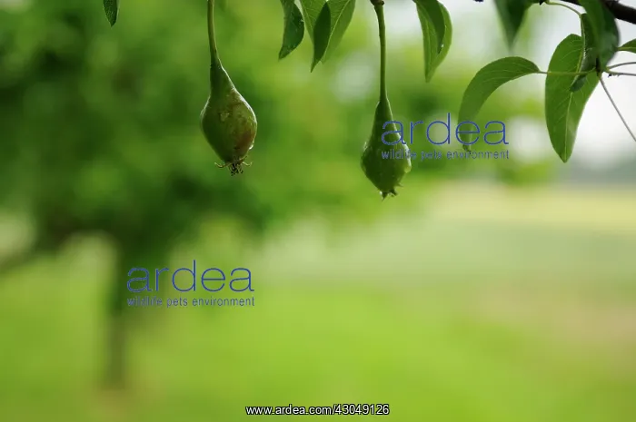 : Pear, Pyrus communis : Pear, Pyrus communis