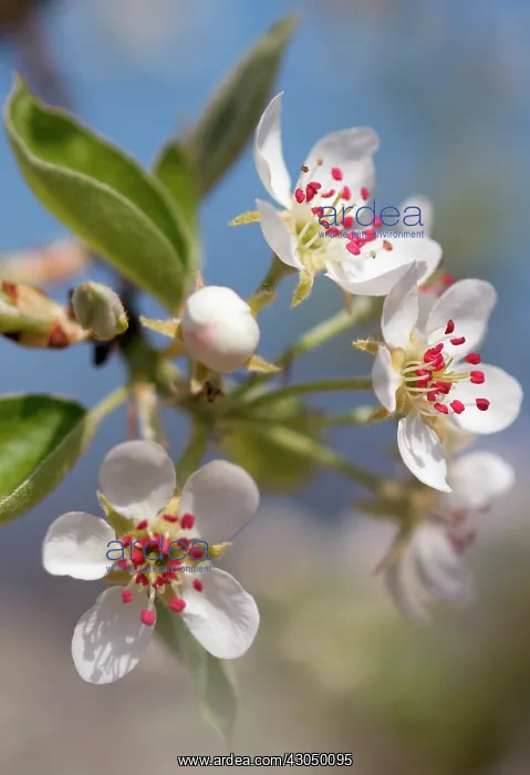 : Pear, Pyrus communis : Pear, Pyrus communis