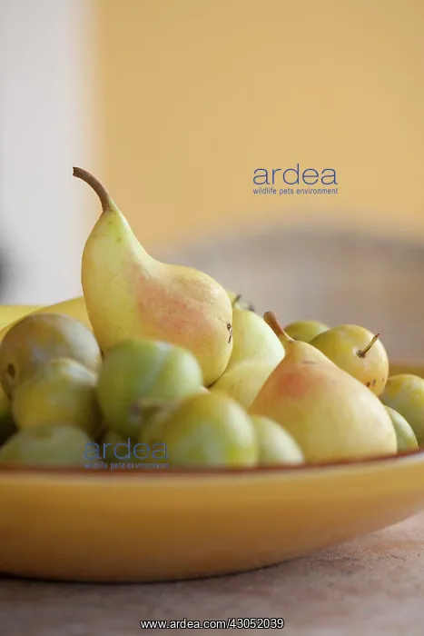 : Pear, Pyrus communis : Pear, Pyrus communis