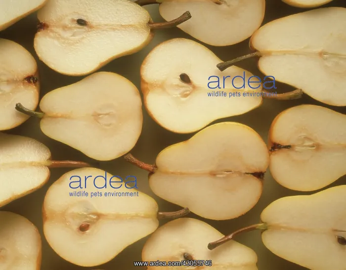 : Pear, Pyrus communis : Pear, Pyrus communis