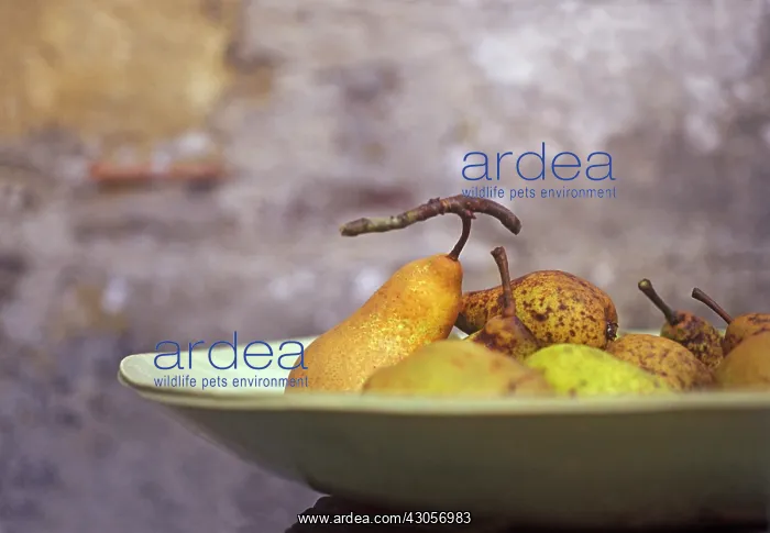 : Pear, Pyrus communis : Pear, Pyrus communis