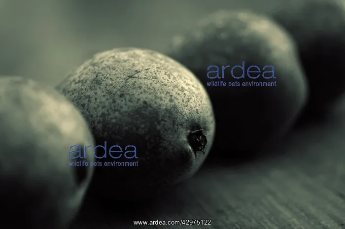 : Pear, Pyrus communis Conference : Pear, Pyrus communis Conference