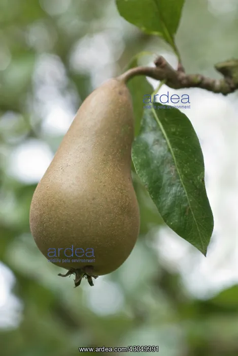: Pear, Pyrus communis Conference : Pear, Pyrus communis Conference