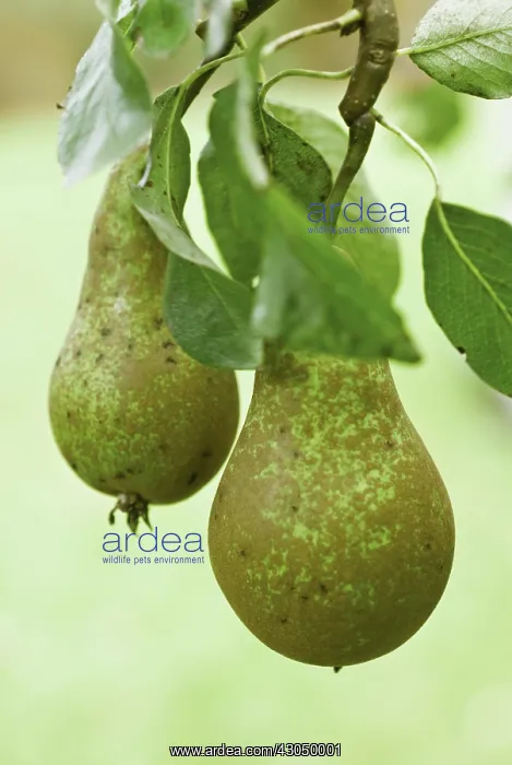 : Pear, Pyrus communis Conference : Pear, Pyrus communis Conference