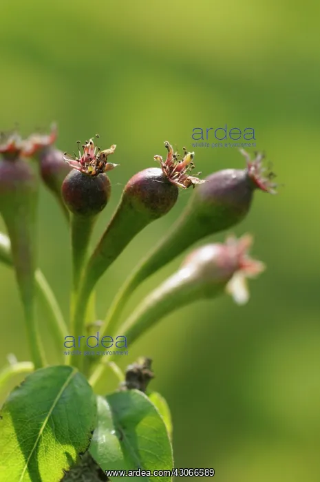 : Pear, Pyrus communis Conference : Pear, Pyrus communis Conference