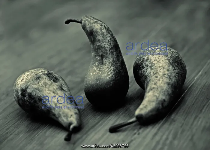 : Pear, Pyrus communis Conference : Pear, Pyrus communis Conference