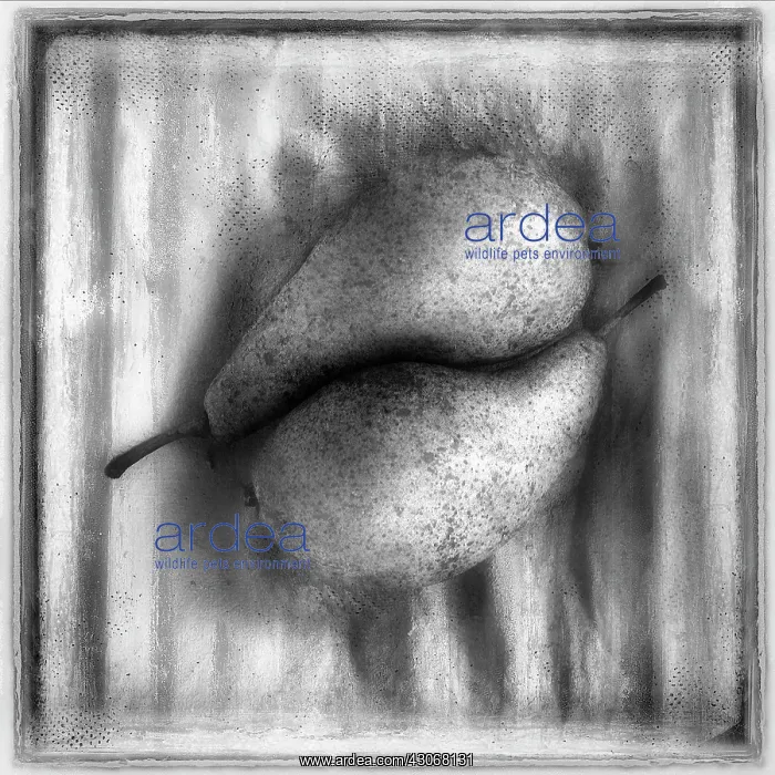 : Pear, Pyrus communis. Digitally manipulated, black : Pear, Pyrus communis. Digitally manipulated, black