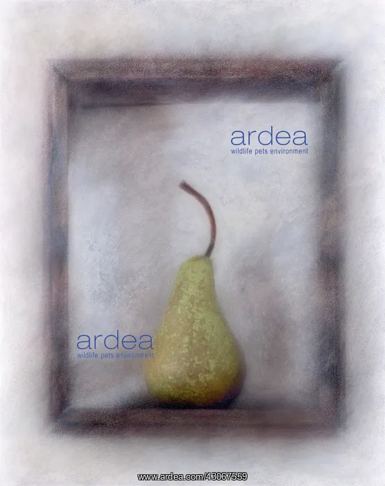 : Pear, Pyrus communis. Digitally manipulated image of pear within wooden : Pear, Pyrus communis. Digitally manipulated image of pear within wooden