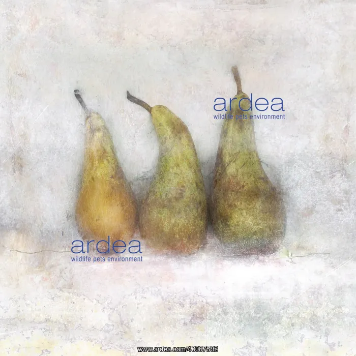 : Pear, Pyrus communis. Digitally manipulated image of three pears against muted : Pear, Pyrus communis. Digitally manipulated image of three pears against muted