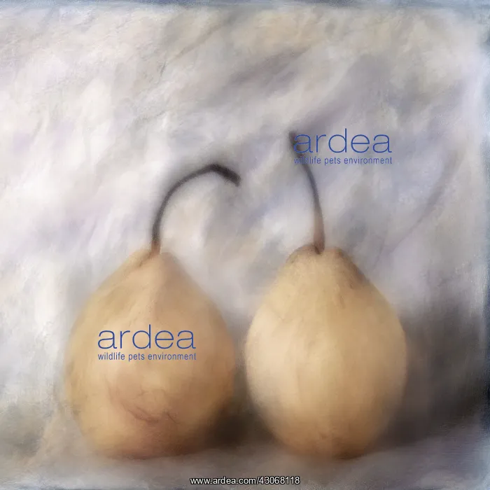  : Pear, Pyrus communis. Digitally manipulated image of three pears against muted