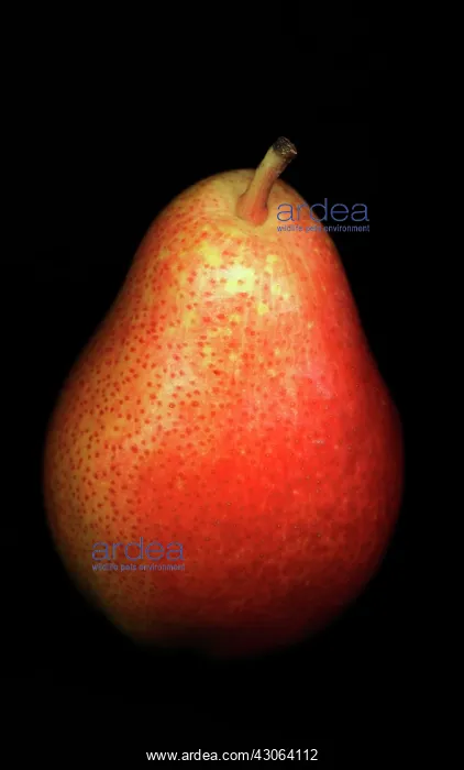 : Pear, Pyrus communis Forelle : Pear, Pyrus communis Forelle