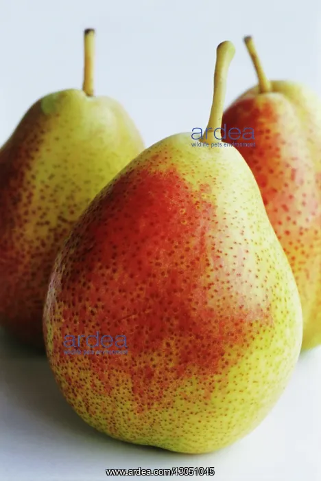 : Pear, Pyrus communis Forelle blush : Pear, Pyrus communis Forelle blush