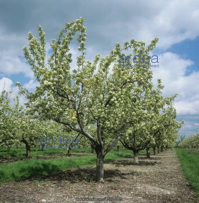 : Pear (Pyrus communis) orchard in full flower on a dfine early spring day, Oxfordshire : Pear (Pyrus communis) orchard in full flower on a dfine early spring day, Oxfordshire