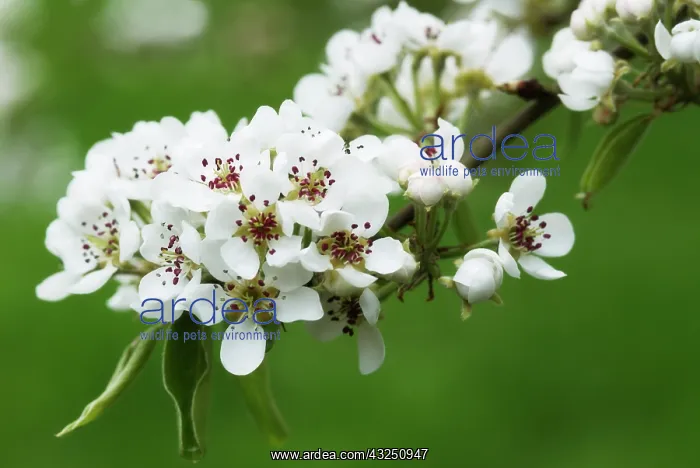 : Pear, Pyrus communis Robin : Pear, Pyrus communis Robin