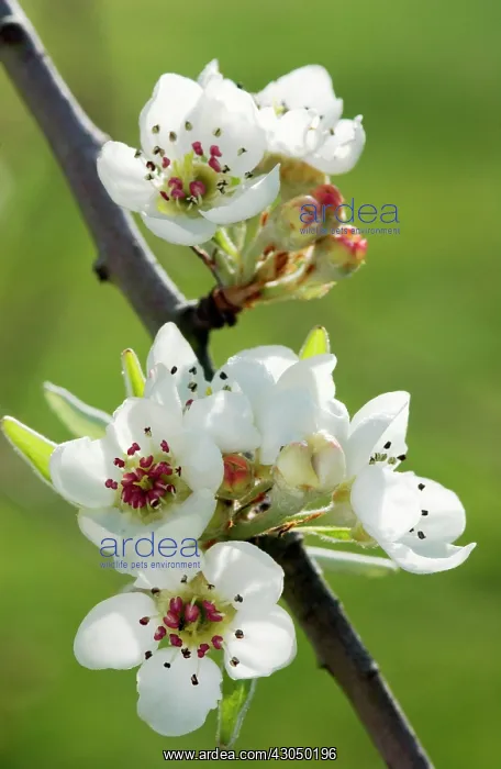 : Pear, Pyrus salicifolia Pendula : Pear, Pyrus salicifolia Pendula