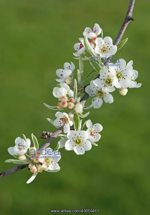 : Pear, Pyrus salicifolia Pendula : Pear, Pyrus salicifolia Pendula