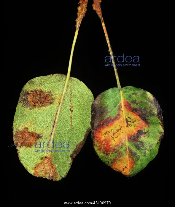 : Pear rust (Gymnosporangium fuscum) pustules and damage on pear leaves : Pear rust (Gymnosporangium fuscum) pustules and damage on pear leaves