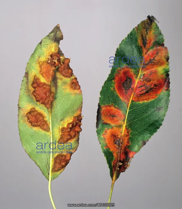 : Pear rust (Gymnosporangium fuscum) : Pear rust (Gymnosporangium fuscum)