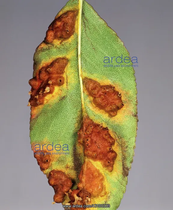 : Pear rust (Gymnosporangium fuscum) : Pear rust (Gymnosporangium fuscum)