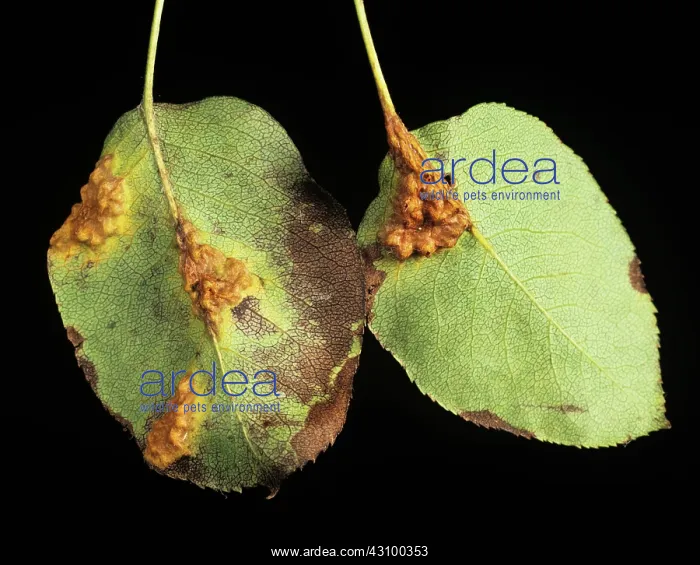 : Pear rust (Gymnosporangium fuscum) : Pear rust (Gymnosporangium fuscum)