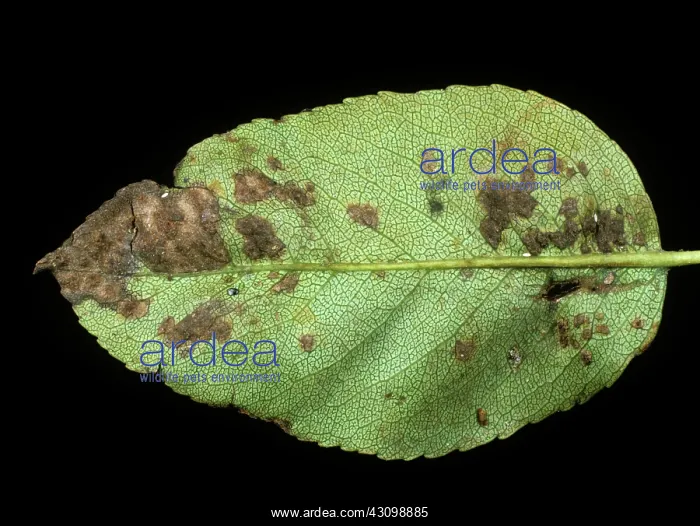 : Pear Scab Lesions : Pear Scab Lesions